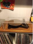 Rega RP8 mit Apheta 2