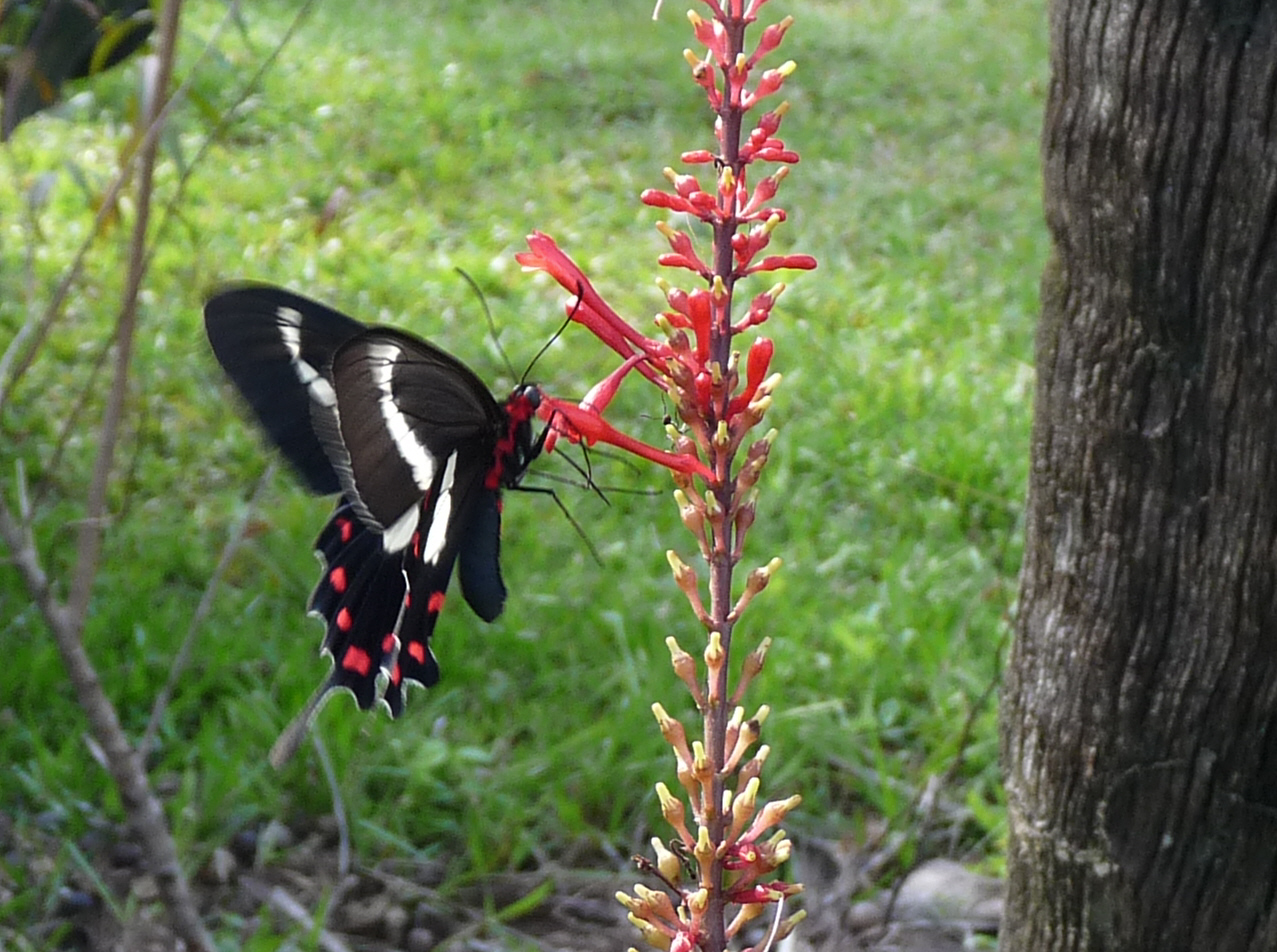 Paraguay-Ameise Paraguay-Ameise